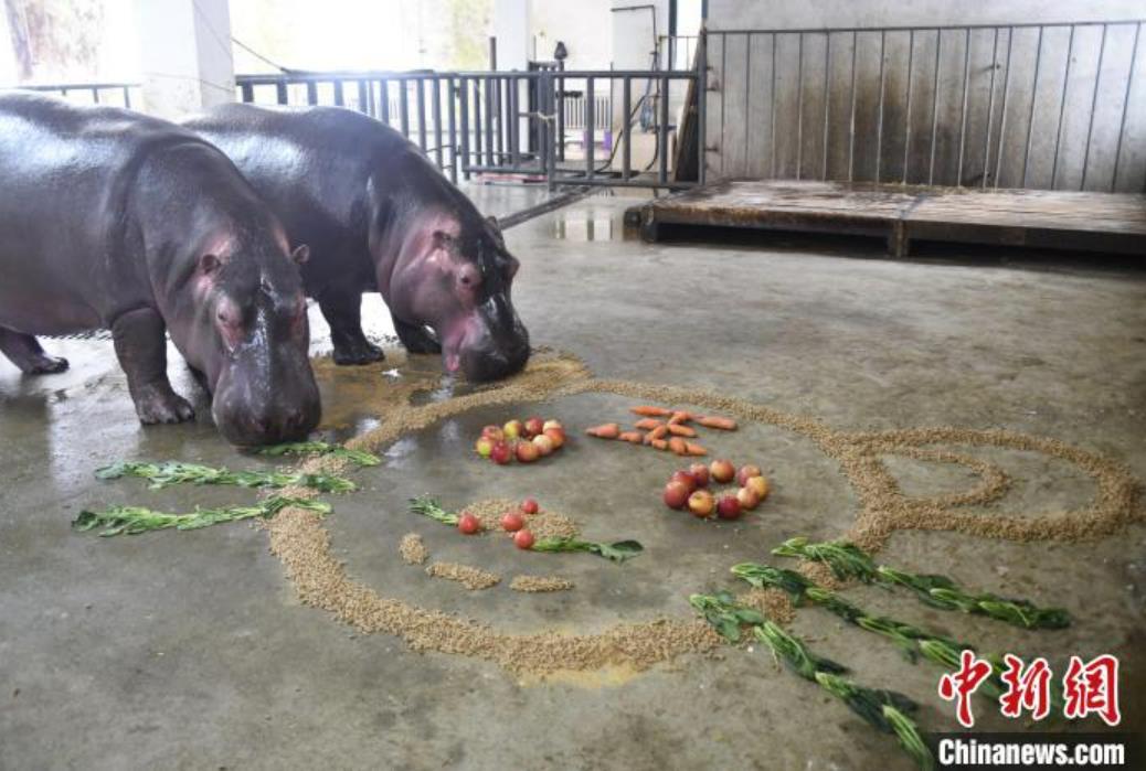 動(dòng)物たちにも年越しのご馳走！トラがテーマの特別メニュー　黒竜江省