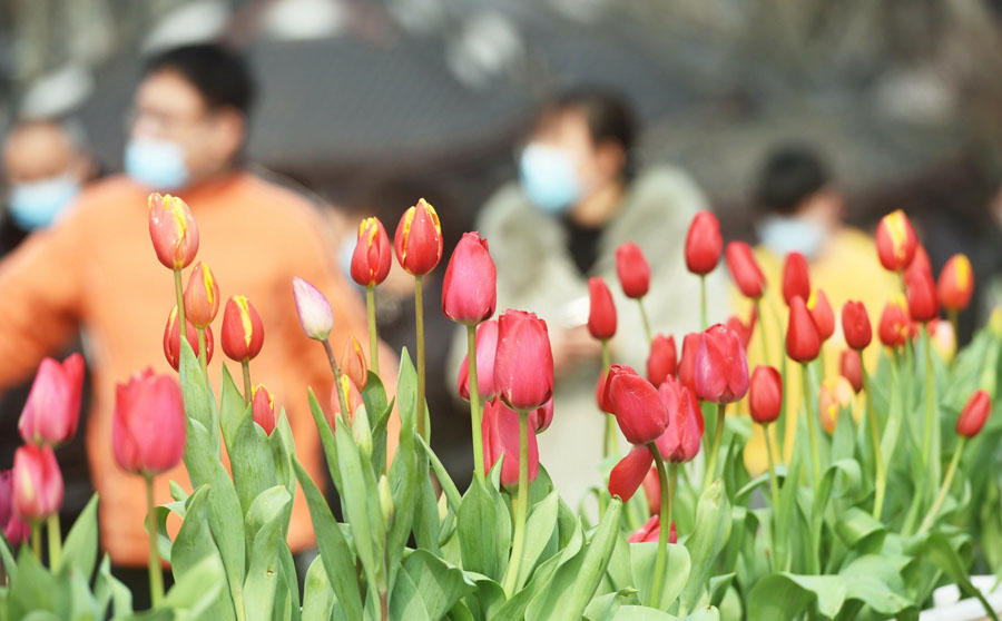 西湖で春を迎えるチューリップが満開(kāi)に　浙江省杭州市