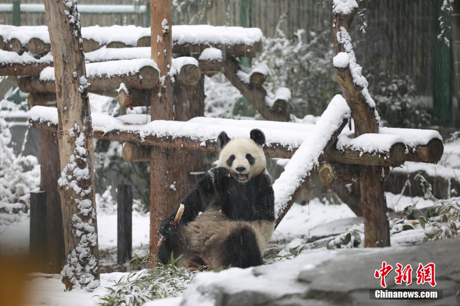 雪の中ではしゃぐリアル版「ビン?ドゥンドゥン」　江蘇省南京
