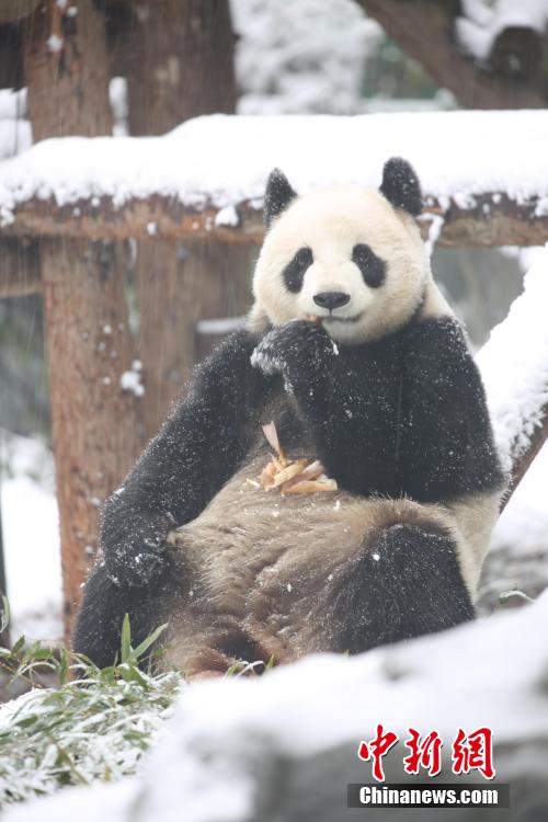 雪の中ではしゃぐリアル版「ビン?ドゥンドゥン」　江蘇省南京