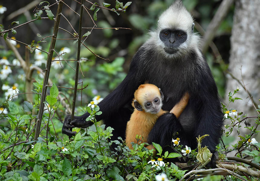 母親の懐に抱かれるゴールデンヘデットラングールの赤ちゃん（撮影?梁霽鵬）。