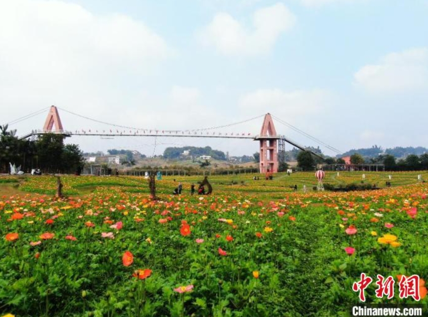 20ヘクタールのヒナゲシが満開に　四川省長(zhǎng)寧