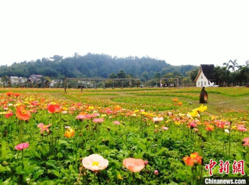 20ヘクタールのヒナゲシが満開に　四川省長(zhǎng)寧