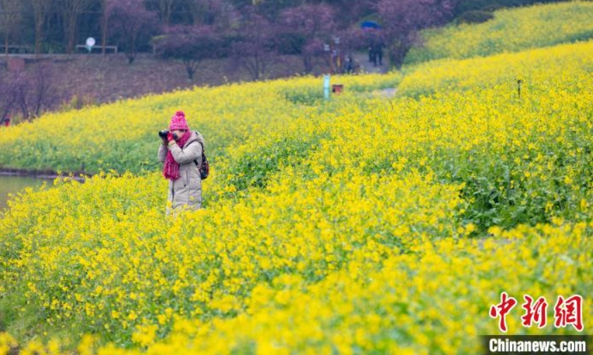 雨の中、満開の菜の花畑で「春」を探す市民　重慶