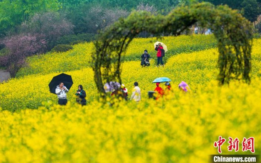 雨の中、菜の花を鑑賞する市民（撮影?劉紀(jì)湄）。
