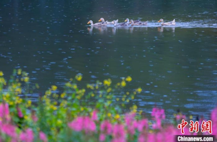 雨の中、満開の菜の花畑で「春」を探す市民　重慶