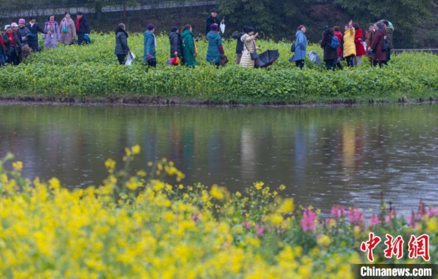 雨の中、満開の菜の花畑で「春」を探す市民　重慶