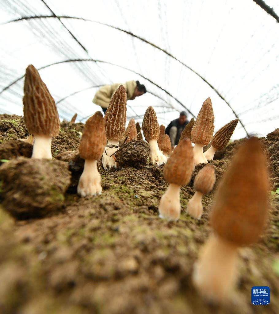 貴州省遵義市でアミガサタケが豊作に