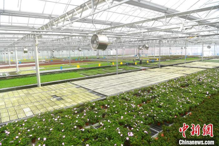 早春の育苗に勤しむスマート種苗工場(chǎng)　重慶