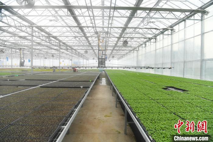 早春の育苗に勤しむスマート種苗工場　重慶