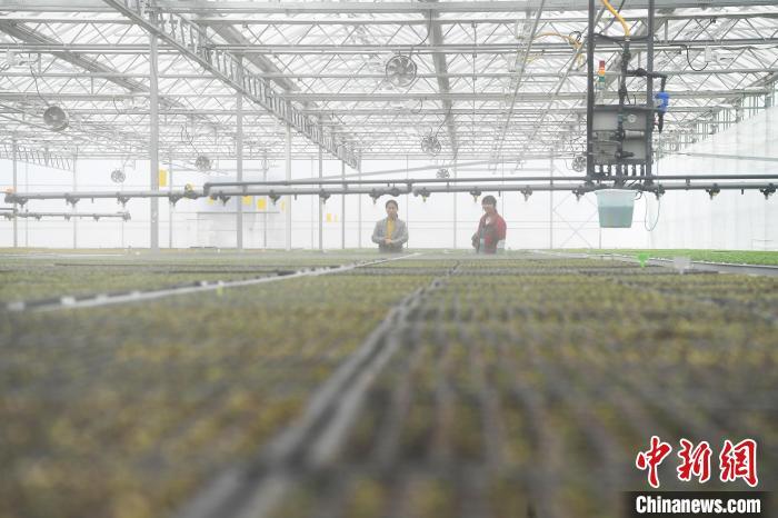 早春の育苗に勤しむスマート種苗工場(chǎng)　重慶