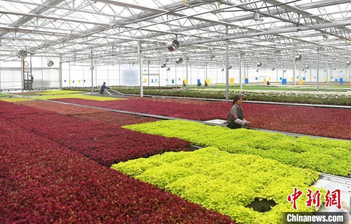 早春の育苗に勤しむスマート種苗工場　重慶