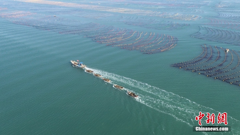 海洋牧場(chǎng)で春の「耕作」　山東省栄成