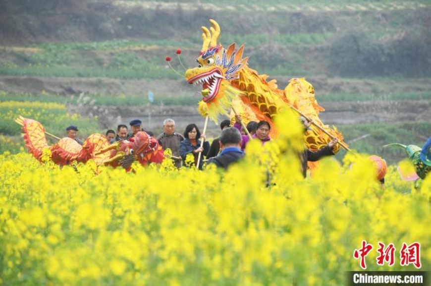 舊暦2月2日は「竜抬頭」、菜の花畑で竜の舞踴り幸福を祈る村民　重慶