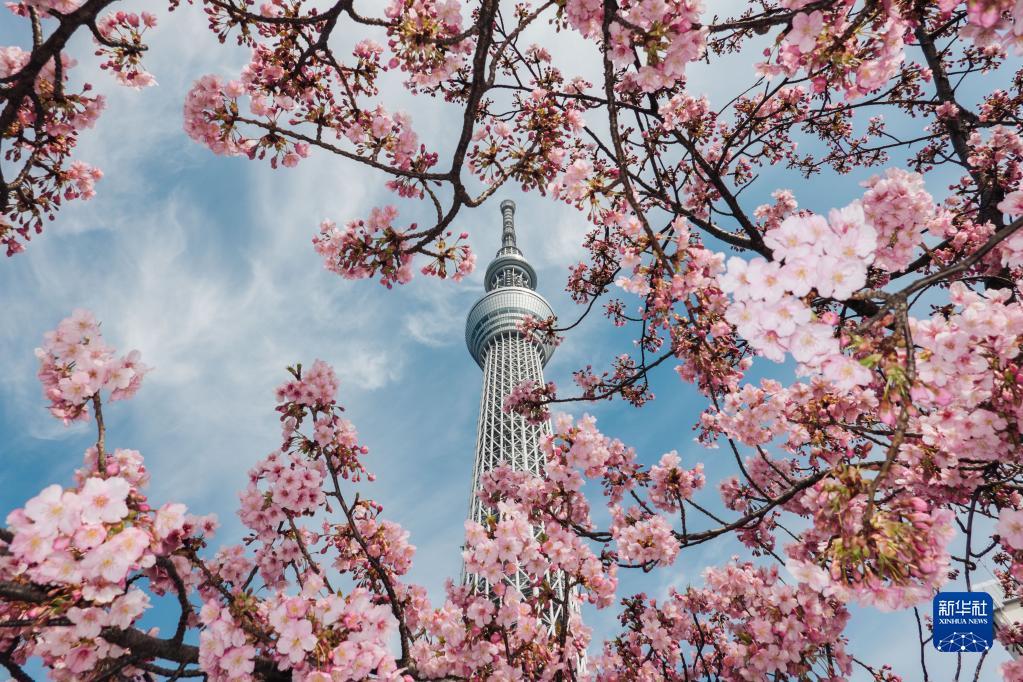 春到來、桜咲く日本の東京