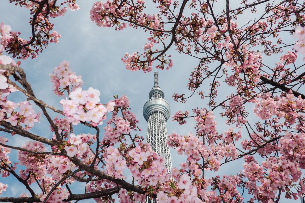 春到來、桜咲く日本の東京