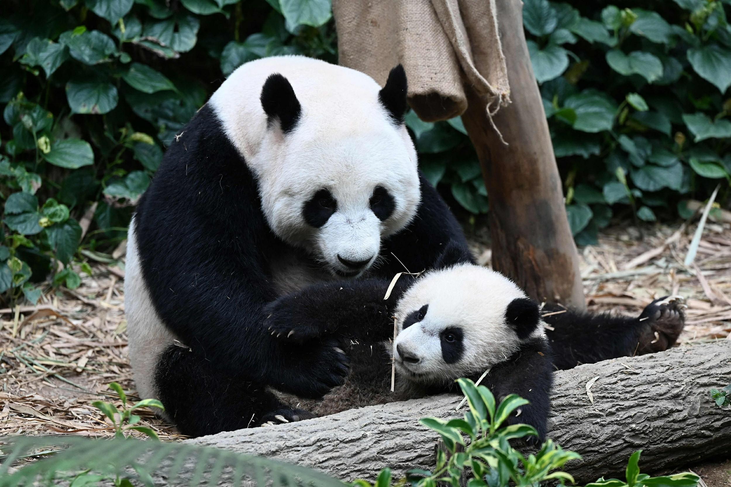 寫真著作権はCFP視覚中國(guó)が所有のため転載禁止