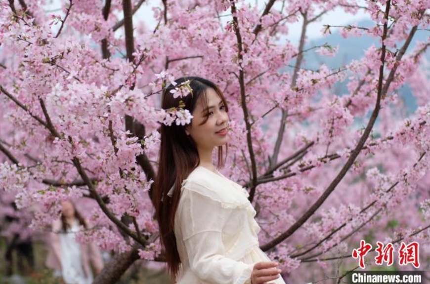 約6.7ヘクタールの満開(kāi)の桜を楽しむ観光客　広西