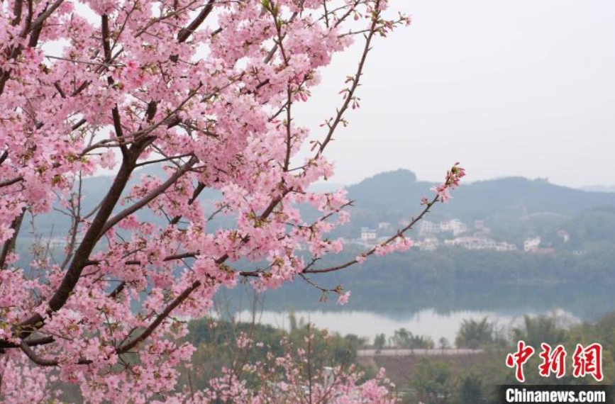 約6.7ヘクタールの満開の桜を楽しむ観光客　広西