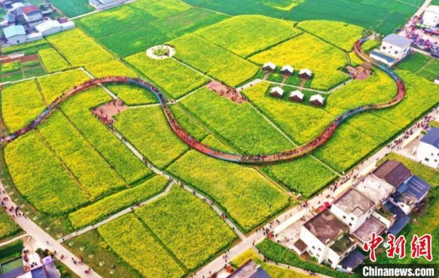 シーズン迎えた菜の花と乾麺干し　四川省中江