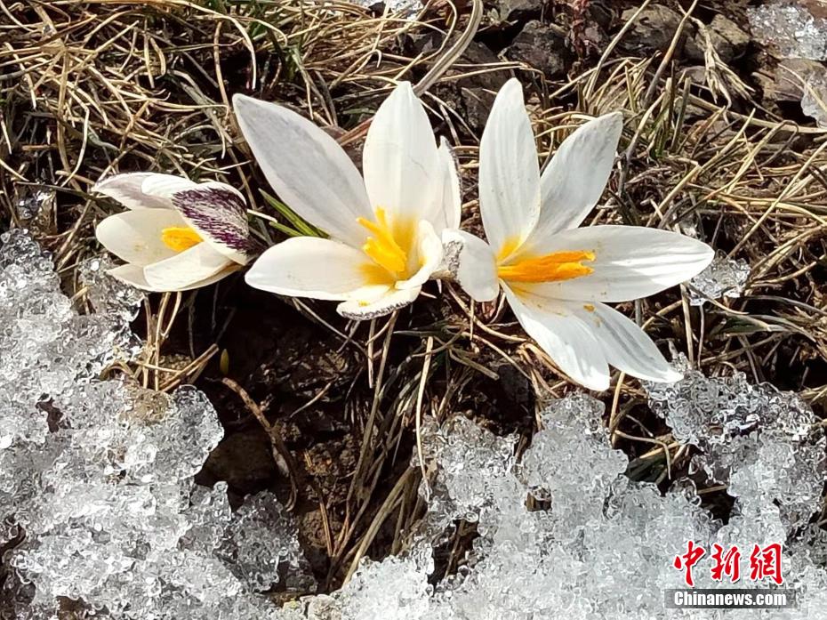 チャプチャル県烏孫山麓のクロッカスが開花　新疆