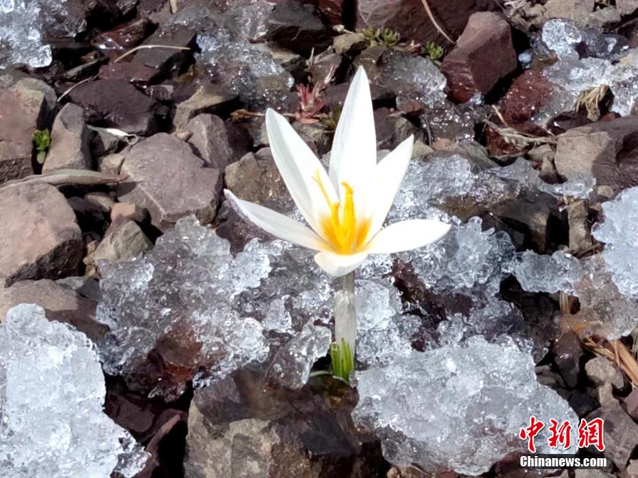 チャプチャル県烏孫山麓のクロッカスが開花　新疆