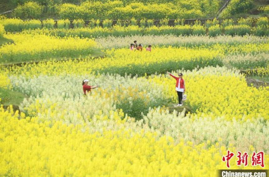 菜の花が満開！村民が竜踴りで人々を歓迎　重慶