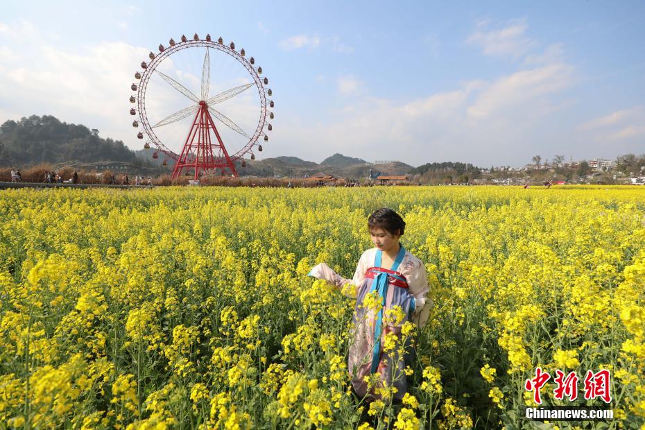 観光客を魅了する金海雪山の菜の花畑　貴州省貴定