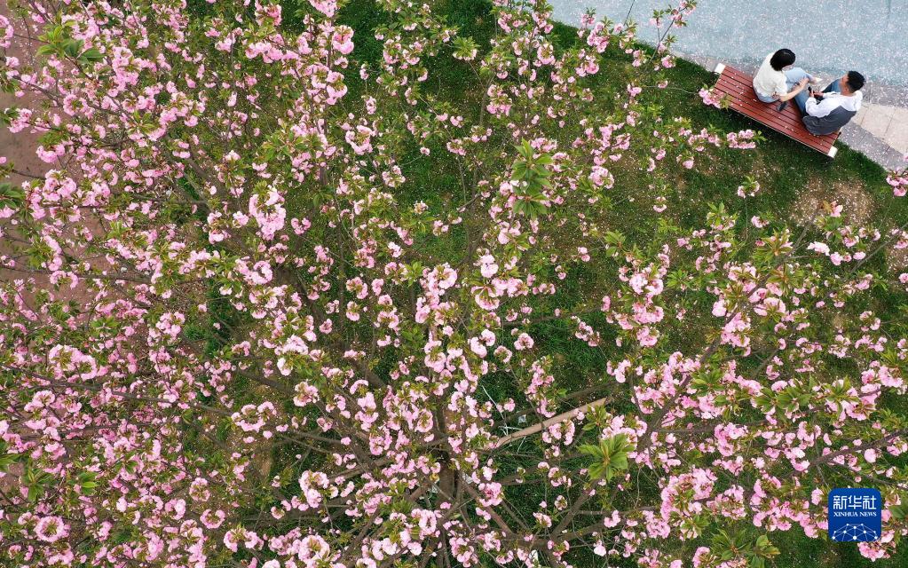 大地が春の裝いに　各地で桜が開花