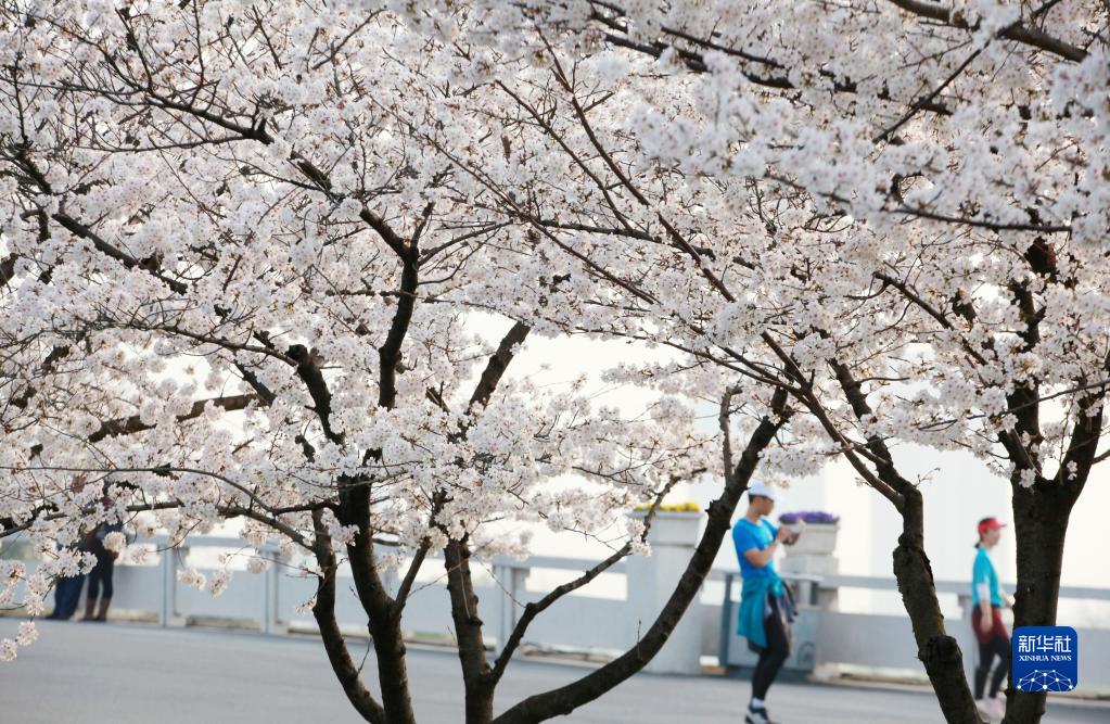 大地が春の裝いに　各地で桜が開花