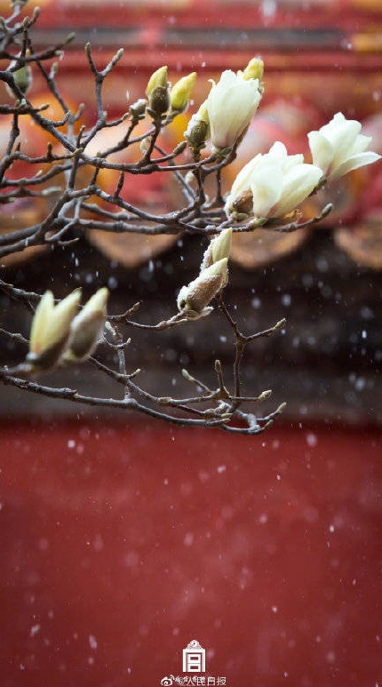 北京に春の雪！美しくも幻想的な故宮と春の花