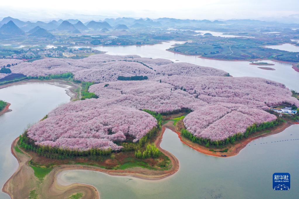 春の日に競(jìng)うように咲く桜　貴州省