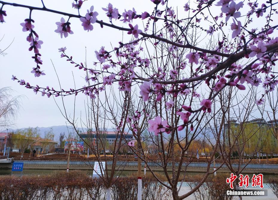 將軍河岸に広がる花咲く麗らかな春　新疆