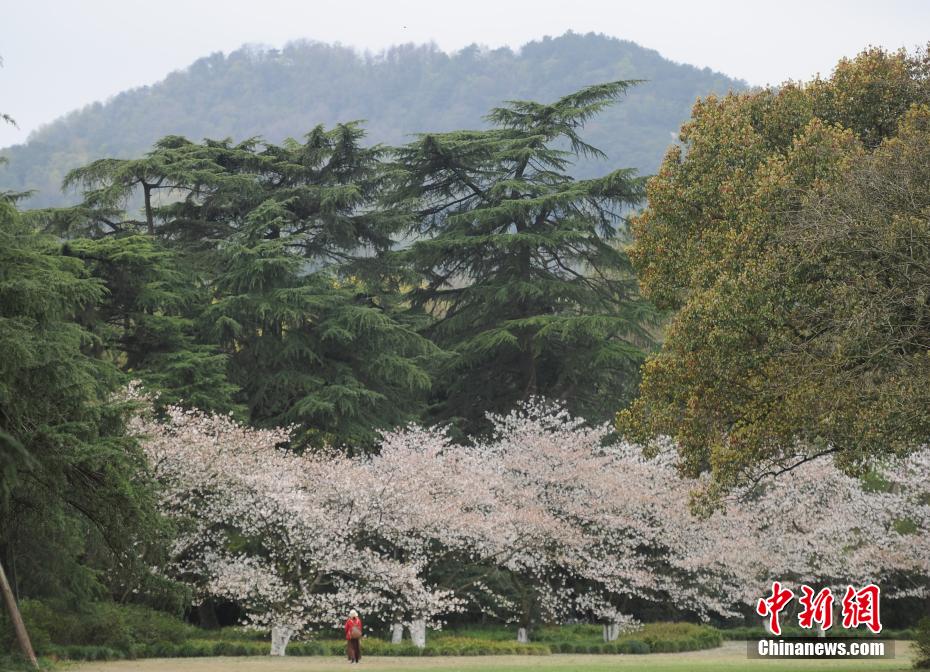 観賞のベストシーズンを迎えた西湖の桜　浙江省杭州