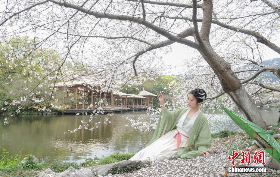 観賞のベストシーズンを迎えた西湖の桜　浙江省杭州