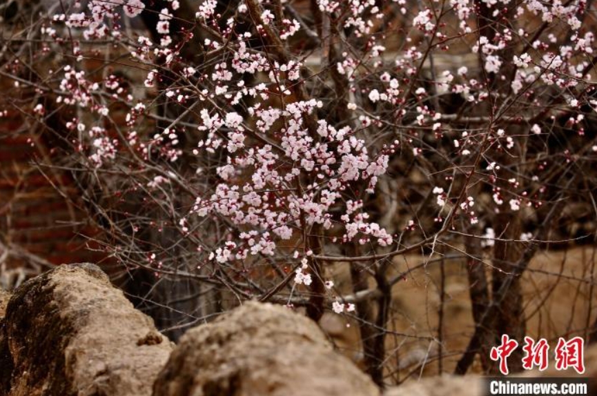 青海高原に遅めの「お花見シーズン」が到來(lái)　黃河両岸のアンズが満開に