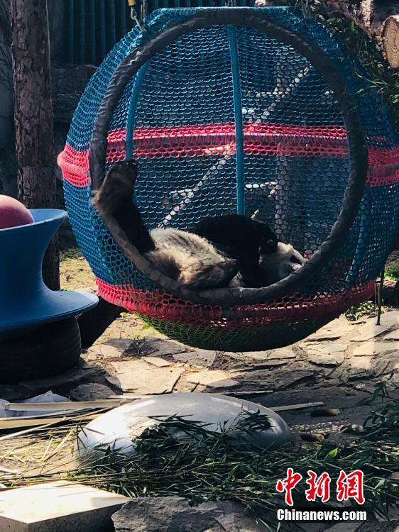 すご過ぎる寢相！北京動(dòng)物園のジャイアントパンダ