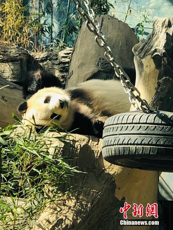 すご過ぎる寢相！北京動物園のジャイアントパンダ