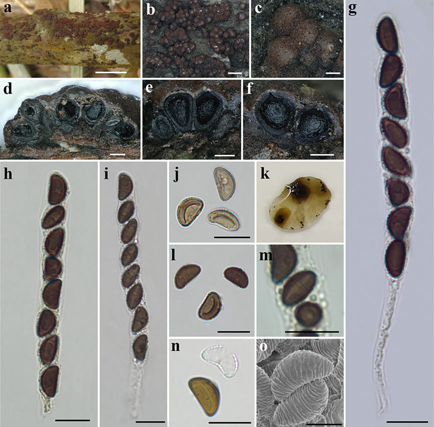 海南熱帯雨林國家公園、8つの巨大真菌の新種が発見