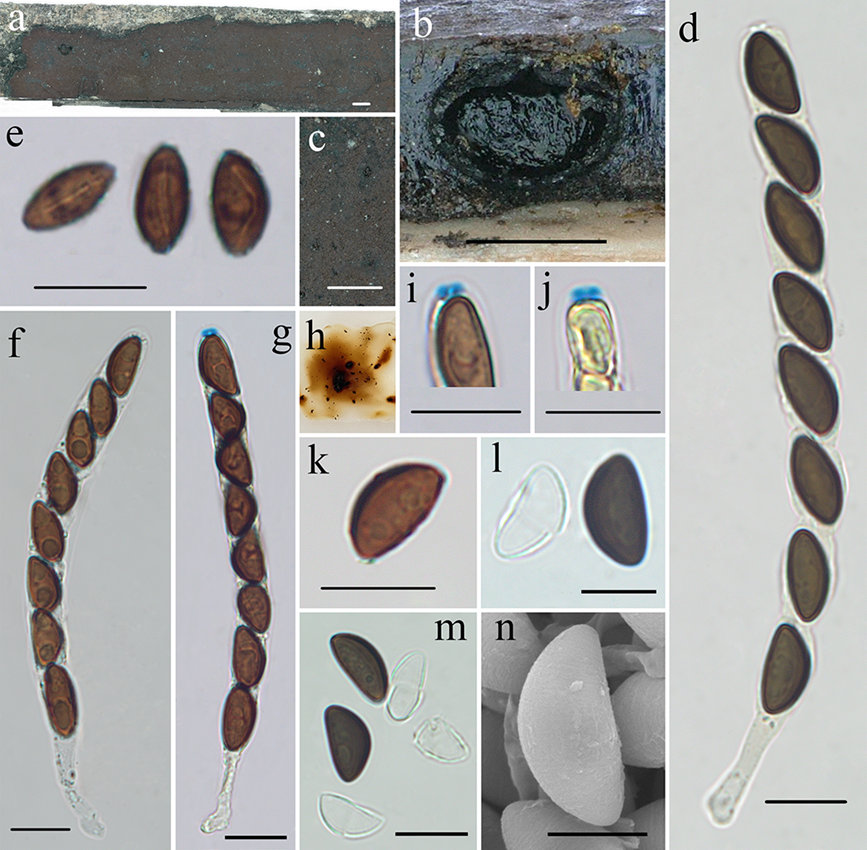 海南熱帯雨林國(guó)家公園、8つの巨大真菌の新種が発見(jiàn)
