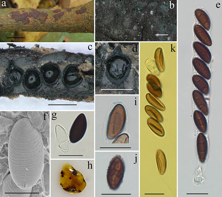 海南熱帯雨林國(guó)家公園、8つの巨大真菌の新種が発見(jiàn)