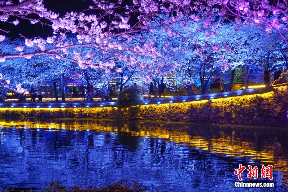 今年も見(jiàn)頃を迎えた太湖黿頭渚の夜桜　江蘇省無(wú)錫