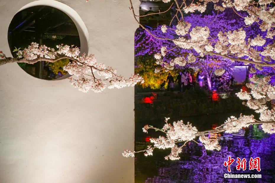 今年も見(jiàn)頃を迎えた太湖黿頭渚の夜桜　江蘇省無(wú)錫