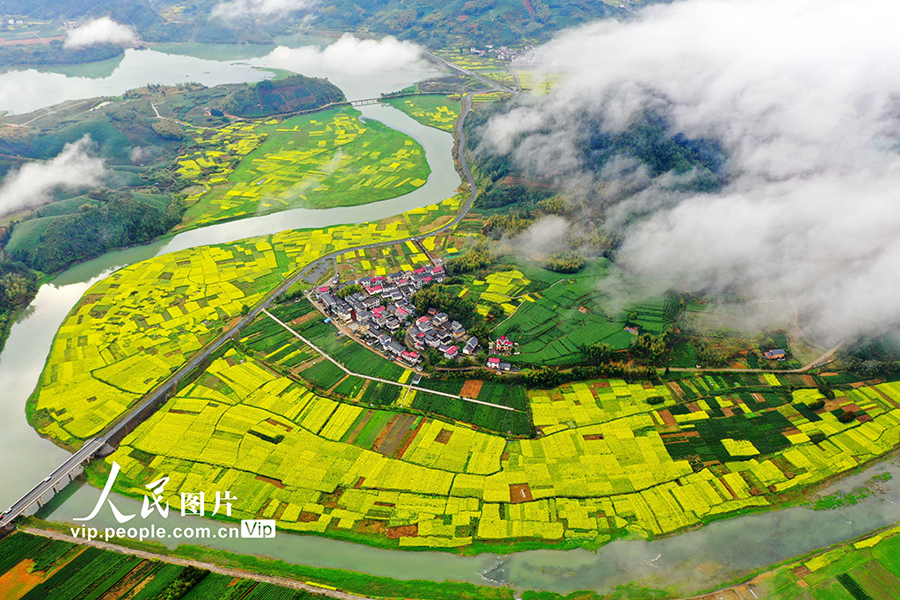 山村に春到來、菜の花が満開に　浙江省杭州