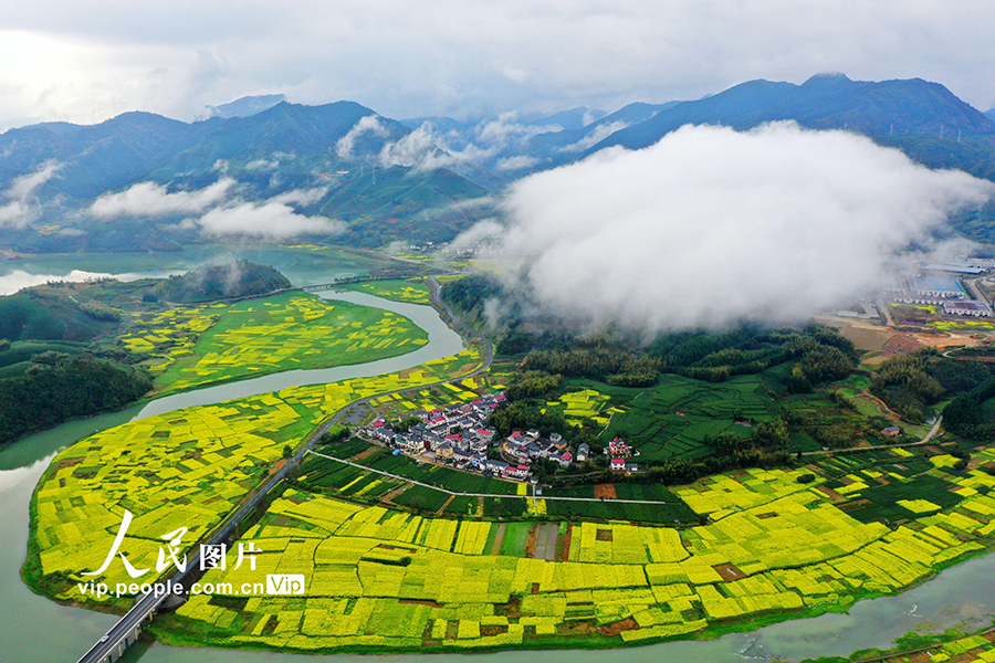 山村に春到來(lái)、菜の花が満開(kāi)に　浙江省杭州
