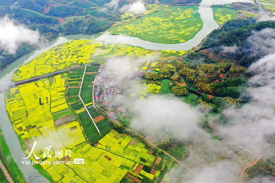 山村に春到來、菜の花が満開に　浙江省杭州