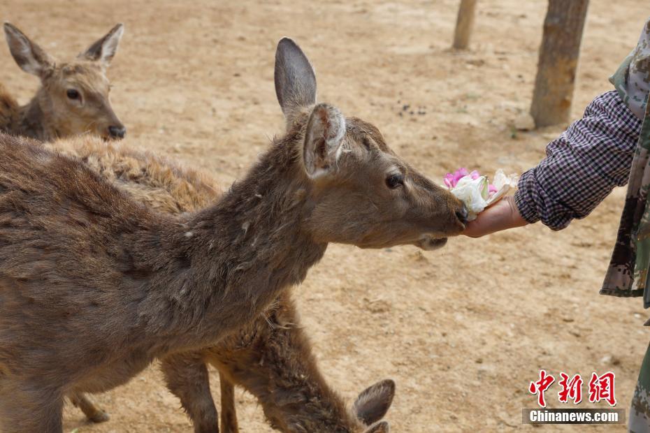「花の御馳走」で春を味わう動物たち　雲(yún)南省