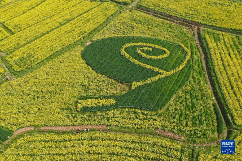 3月28日、江蘇省南京市高淳區(qū)椏渓國際慢城の菜の花畑（ドローンによる撮影?季春鵬）。