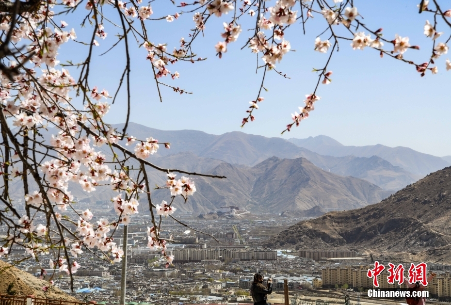 帕邦喀から望むポタラ宮（3月28日、撮影?貢嘎來松）。 