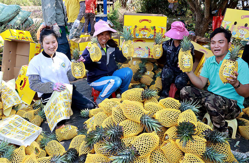 豊作を喜ぶ栽培農(nóng)家（寫真提供?昌江融媒體センター）。